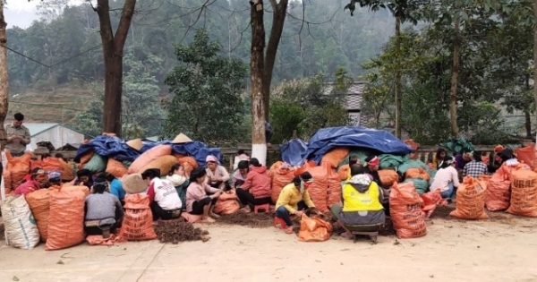 Người miệt mài đi tìm đầu ra cho củ nghệ Hà Giang