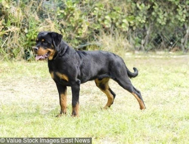 4. Chó Rottweiler: Giá Bây giờ những con chó này là những người bảo vệ tốt và rất bảo vệ gia đình của họ. Chúng thường được sử dụng làm chó tìm kiếm và cứu hộ, chó cảnh sát và chó dẫn đường. Mặc dù giống chó này rất phổ biến và được biết đến hiện nay, một số có thể khiến bạn phải trả tới 6.000 đô la, tùy thuộc vào huyết thống.