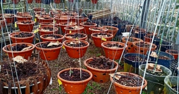 Bắt giam nhóm đối tượng chuyên ăn trộm hoa lan trị giá hàng tỷ đồng ở Lâm Đồng