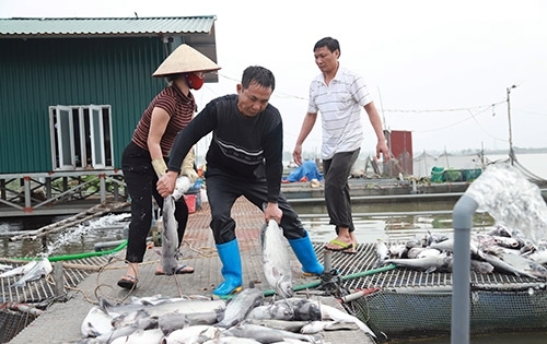 Vụ 120 tấn cá chết ở Hải Dương: Hơn 10 tỷ trôi theo dòng nước “lạ”
