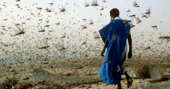 Châu chấu sa mạc hoành hành nhiều quốc gia, Việt Nam lên kế hoạch ứng phó