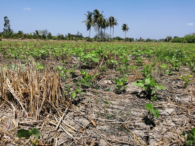 Một rẫy trồng đậu xanh tại huyện Trần Văn Thời. Chủ nhân của rẫy đậu này cho biết, những năm trước thu hoạch đậu rất tốt, năng suất cao. Tuy nhiên, năm nay khô hạn quá khắc nghiệt, khiến năng suất giảm đáng kể.
