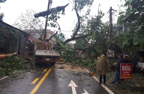 Cây đa cổ thụ đổ rạp xuống đường ĐT 314, ách tắc giao thông trong nhiều giờ