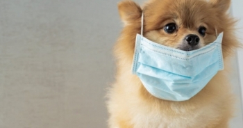 Bỉ phát hiện thú nuôi đầu tiên tại châu Âu mắc Covid-19 từ người