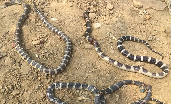 Ổ rắn cặp nia cực độc được phát hiện trong vườn nhà ông Lý.