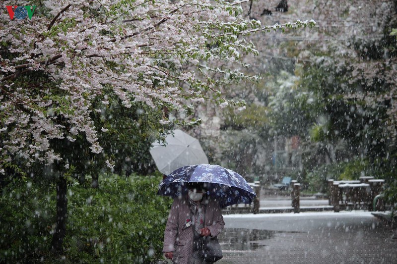 hoa anh dao khoe sac tuyet dep giua troi tuyet lanh hinh 2