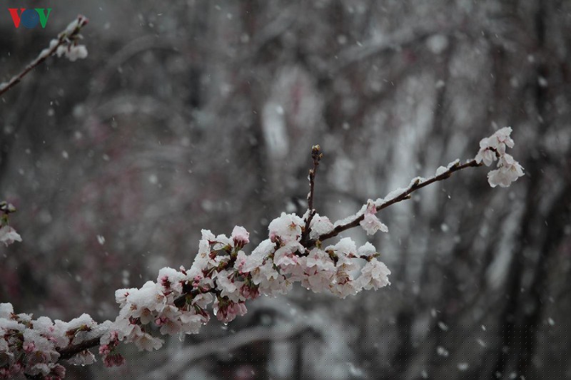hoa anh dao khoe sac tuyet dep giua troi tuyet lanh hinh 3