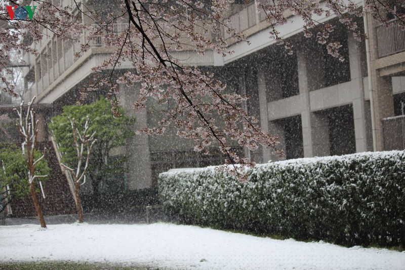 hoa anh dao khoe sac tuyet dep giua troi tuyet lanh hinh 4