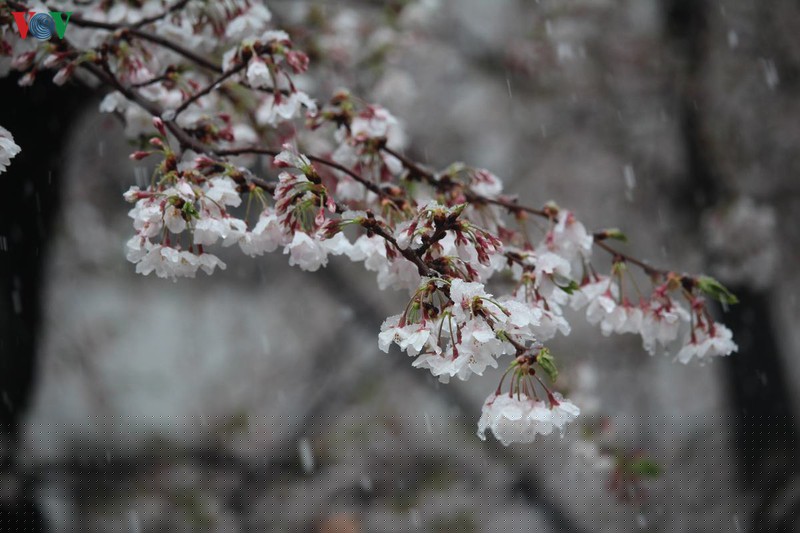 hoa anh dao khoe sac tuyet dep giua troi tuyet lanh hinh 5