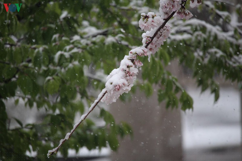 hoa anh dao khoe sac tuyet dep giua troi tuyet lanh hinh 6