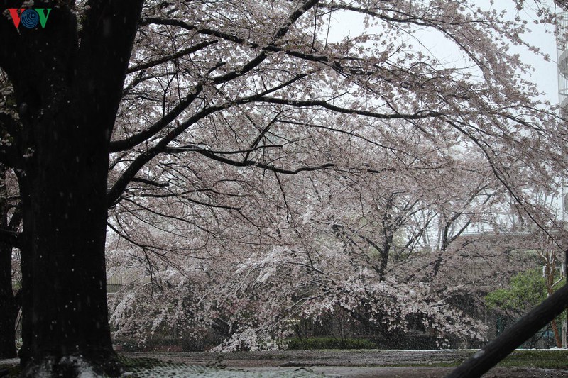 hoa anh dao khoe sac tuyet dep giua troi tuyet lanh hinh 7