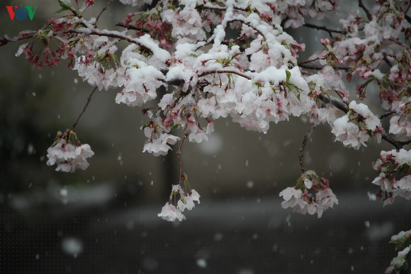 hoa anh dao khoe sac tuyet dep giua troi tuyet lanh hinh 8