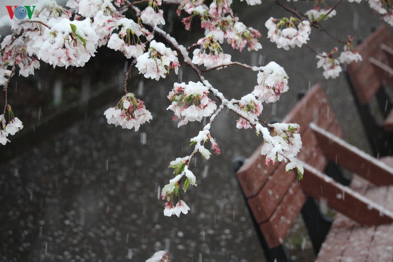 hoa anh dao khoe sac tuyet dep giua troi tuyet lanh hinh 9