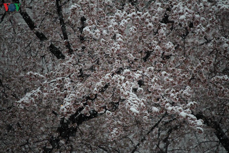 hoa anh dao khoe sac tuyet dep giua troi tuyet lanh hinh 10