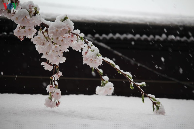 hoa anh dao khoe sac tuyet dep giua troi tuyet lanh hinh 11