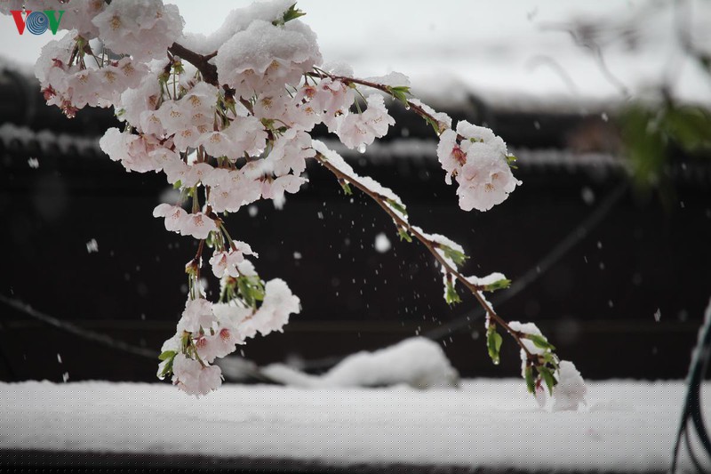 hoa anh dao khoe sac tuyet dep giua troi tuyet lanh hinh 12