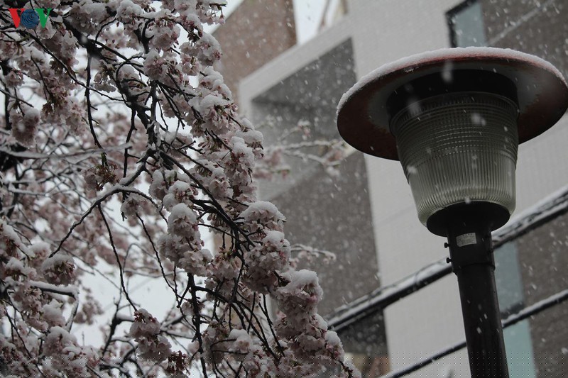 hoa anh dao khoe sac tuyet dep giua troi tuyet lanh hinh 14