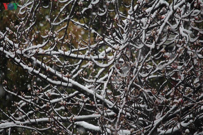 hoa anh dao khoe sac tuyet dep giua troi tuyet lanh hinh 15