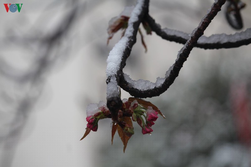 hoa anh dao khoe sac tuyet dep giua troi tuyet lanh hinh 16