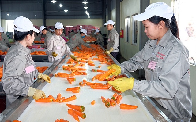 Hải Phòng: Công ty Hiền Lê đầu tư hơn 430 tỷ đồng vào dự án chế biến nông sản công nghệ cao