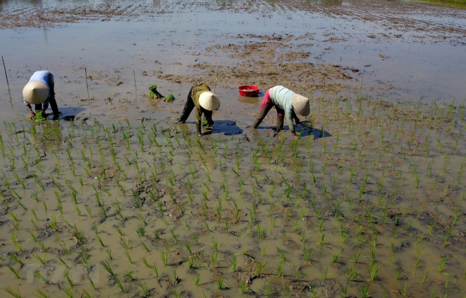 (Ảnh minh họa: Minh Đức/TTXVN).