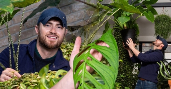 Chàng trai sở hữu cây đột biến với mỗi chiếc lá trị giá gần 400 triệu đồng