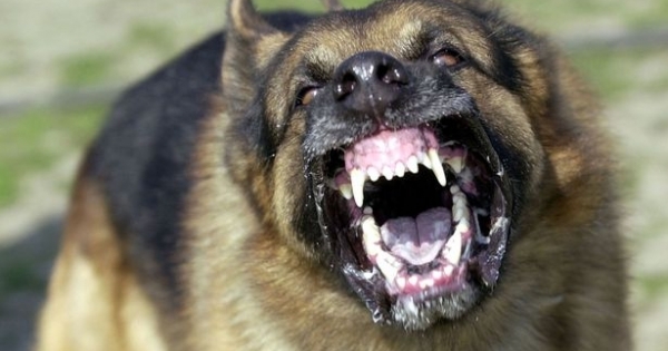 Cụ bà bị chó cắn tại Hà Nội: Chủ chó bị xử lý như thế nào?