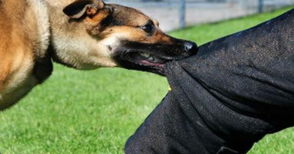 Đắk Lắk: Bị chó cắn không đi tiêm phòng, 2 trường hợp tử vong