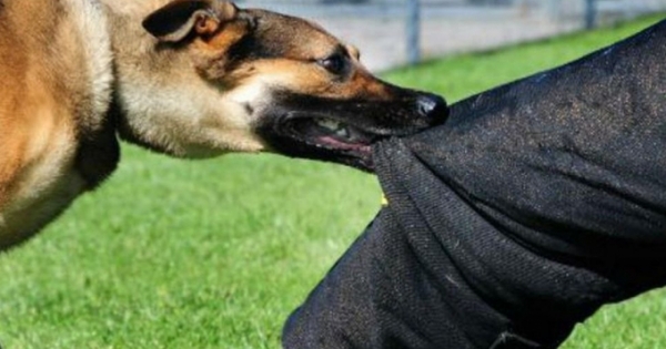 Đắk Lắk: Bị chó cắn không đi tiêm phòng, 2 trường hợp tử vong