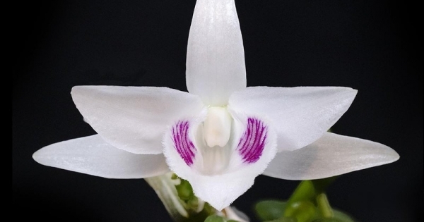 Tổng Cục thuế nói về đánh thuế giao dịch lan đột biến hàng trăm tỉ