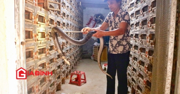 “Tử thần” làng rắn gọi tên: Có thuốc vẫn không kịp cứu chữa