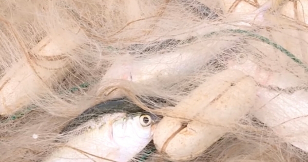 Hưng Yên: Từ ngày 1/3 đến 31/5, nghiêm cấm đánh bắt thuỷ sản trên sông Hồng