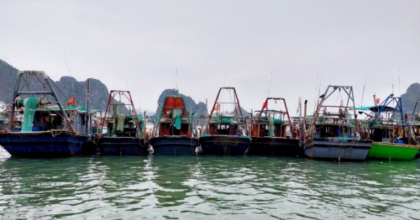 Hàng loạt ngư dân Quảng Ninh đỗ nghỉ do giá nhiên liệu tăng