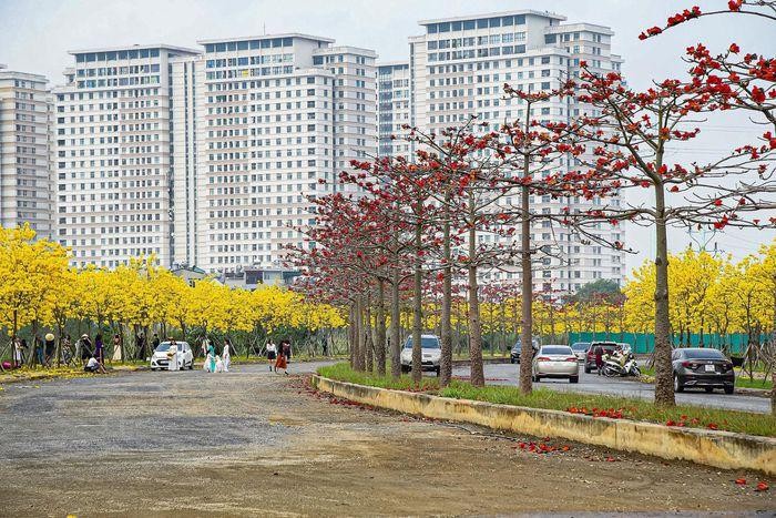 Đẹp ngỡ ngàng hoa phong linh và hoa gạo bung nở đường Hà Nội ảnh 12