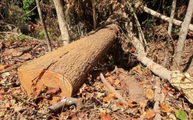 Kon Tum: Phát hiện vụ phá rừng lớn ở huyện Kon Plông
