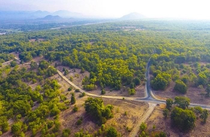 Một g&oacute;c tại dự &aacute;n rừng dầu Hồng Li&ecirc;m ở huyện H&agrave;m Thuận Bắc, tỉnh B&igrave;nh Thuận