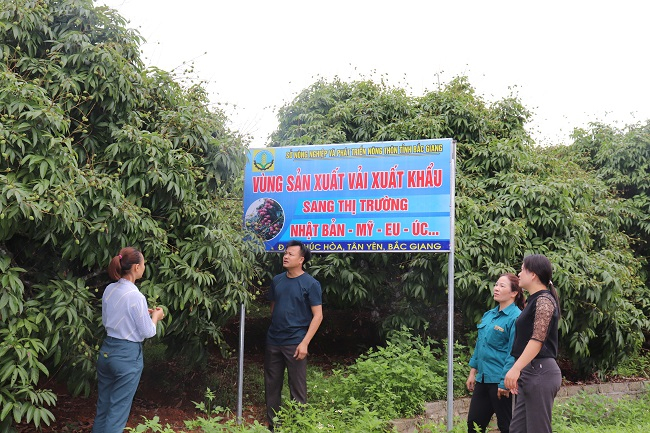 Vải thiều Bắc Giang ngày càng nổi tiếng và đang từng bước chinh phục người tiêu dùng tại thị trường khó tính trên thế giới.