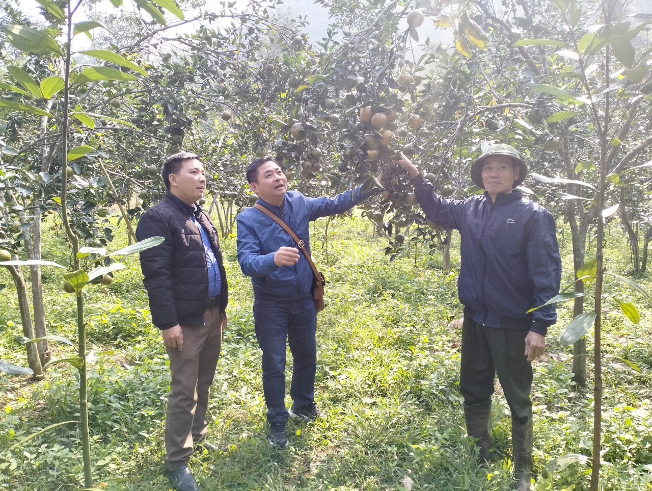 Ông Nông Đức Ái (đội mũ) - người cựu chiến binh, thương binh vừa hăng hái hiến đất làm đường vừa có diện tích trồng cam cho nguồn thu ổn định thuộc tốp khá của thôn, của xã.