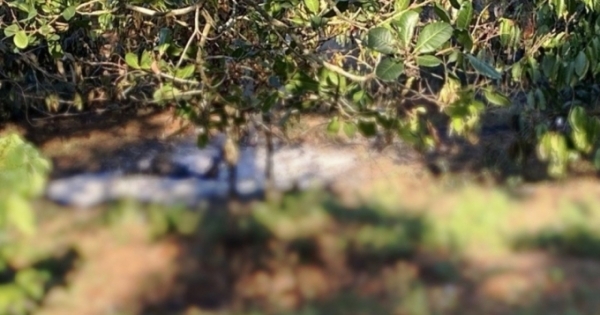Đắk Nông: Phát hiện thi thể nam giới trong rẫy cà phê