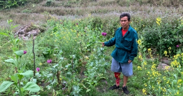 Lai Châu: Người đàn ông xin hạt giống để trồng gần 2.000 cây thuốc phiện