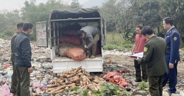Lào Cai: Tiêu hủy hơn 1.000 kg măng vầu tươi không rõ nguồn gốc