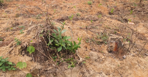 Nghệ An: Ngăn cản khai thác rừng trái phép, một cán bộ bảo vệ rừng bị đánh nhập viện