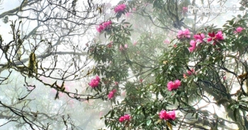 Tổ chức Lễ hội hoa Đỗ Quyên gắn với bảo tồn văn hóa các dân tộc ở Cao Bồ