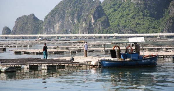 Bảo kê cho nuôi trồng thuỷ sản trái phép trên vịnh Bái Tử Long, chủ tịch phường Cẩm Trung bị bắt giam