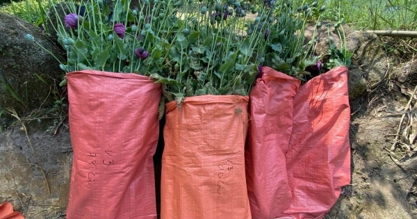 Trồng gần 2.000 cây thuốc phiện trong vườn rau để bán kiếm lời