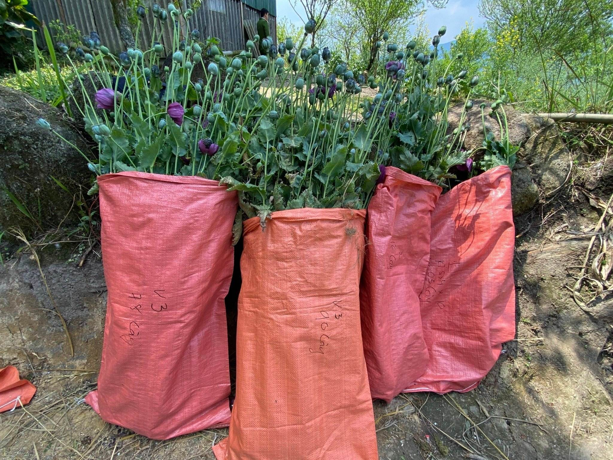 336650436_1351863292385378_8327786410088034504_n