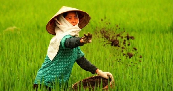 Công ty Phân bón Hà Bắc sản xuất phân bón giả!