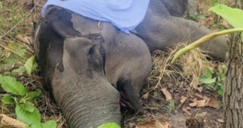 Đắk Lắk: Xót xa voi nhà 49 năm tuổi chết sau nhiều ngày suy kiệt