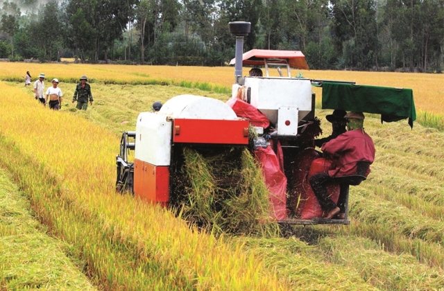 Ngân hàng nhà nước chỉ đạo đẩy mạnh cho vay thu mua, kinh doanh thóc, gạo