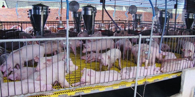 Với giá bán thấp kéo dài hiện nay, người nuôi nhỏ lẻ không thể tồn tại